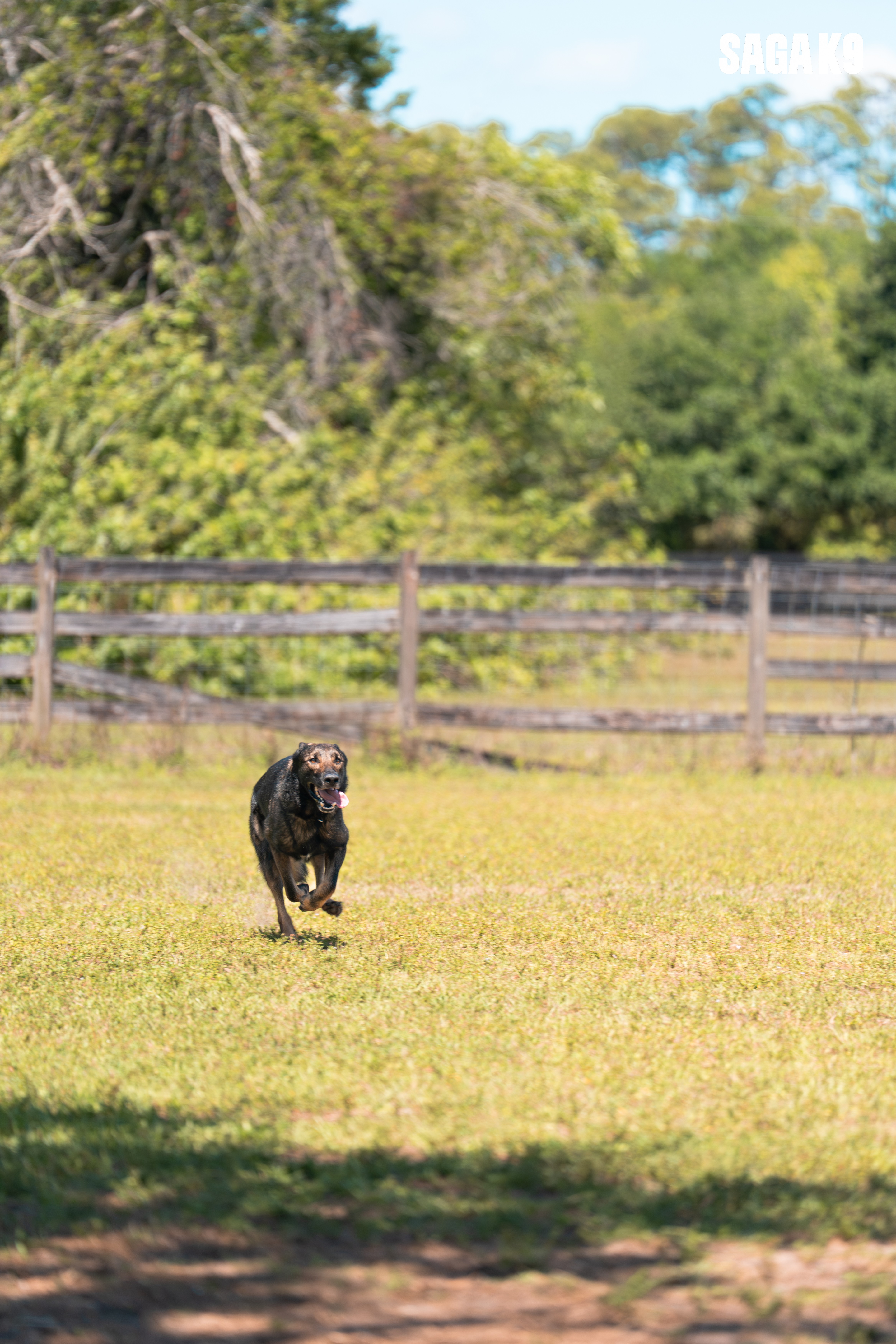 Enzo full-speed recall on open field
