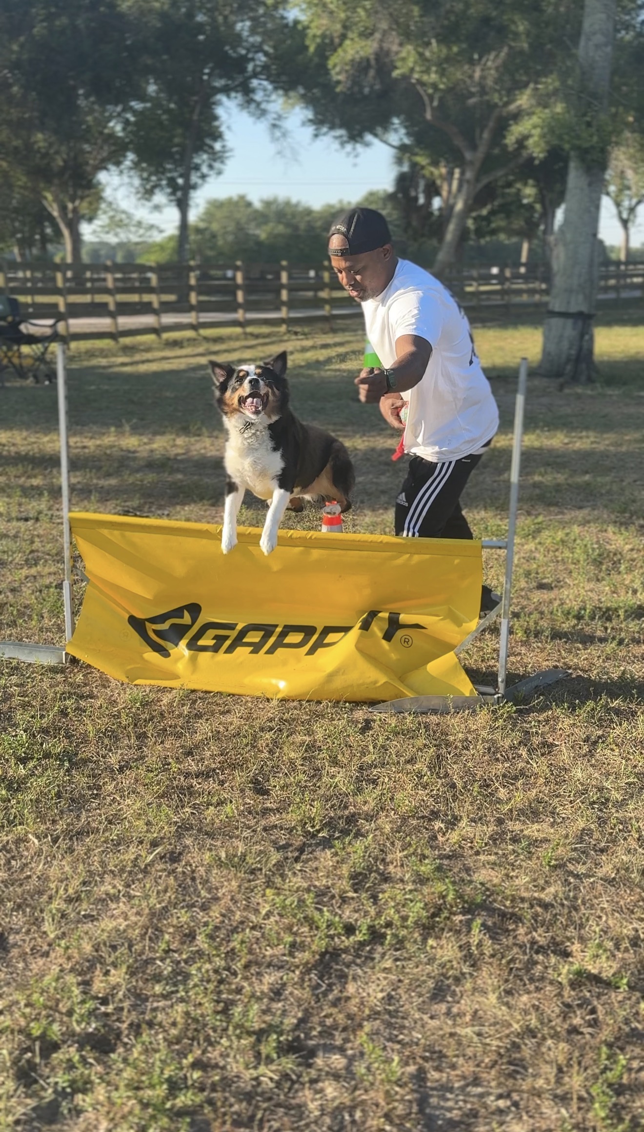 Dog clearing hurdle during agility training