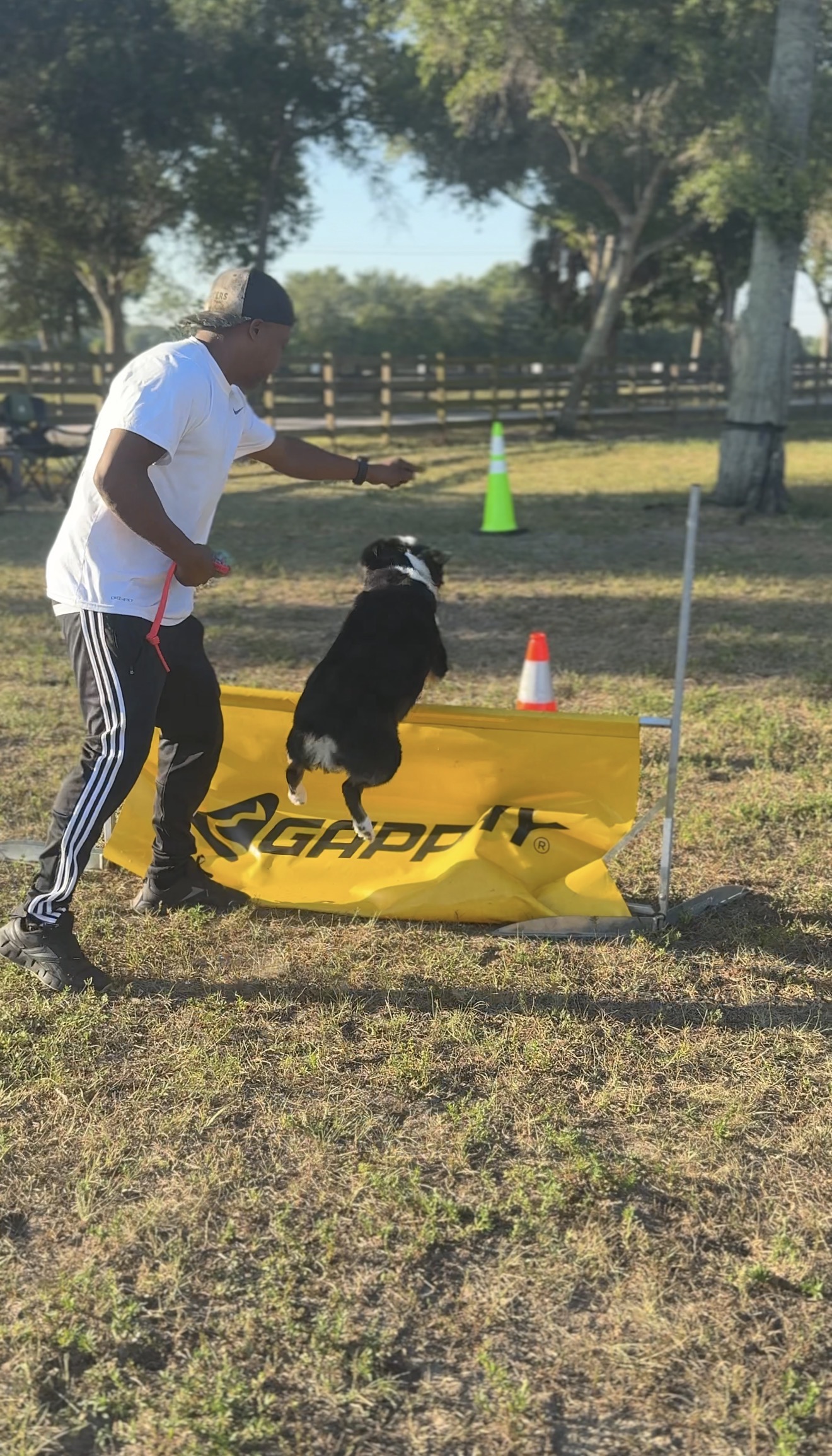 Australian Shepherd mid-jump over barrier