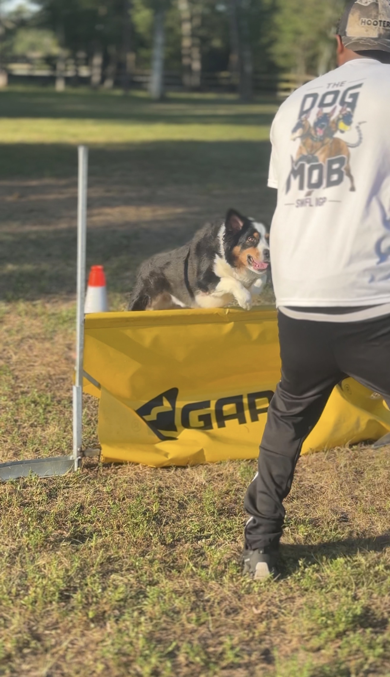 Dog launching over agility jump