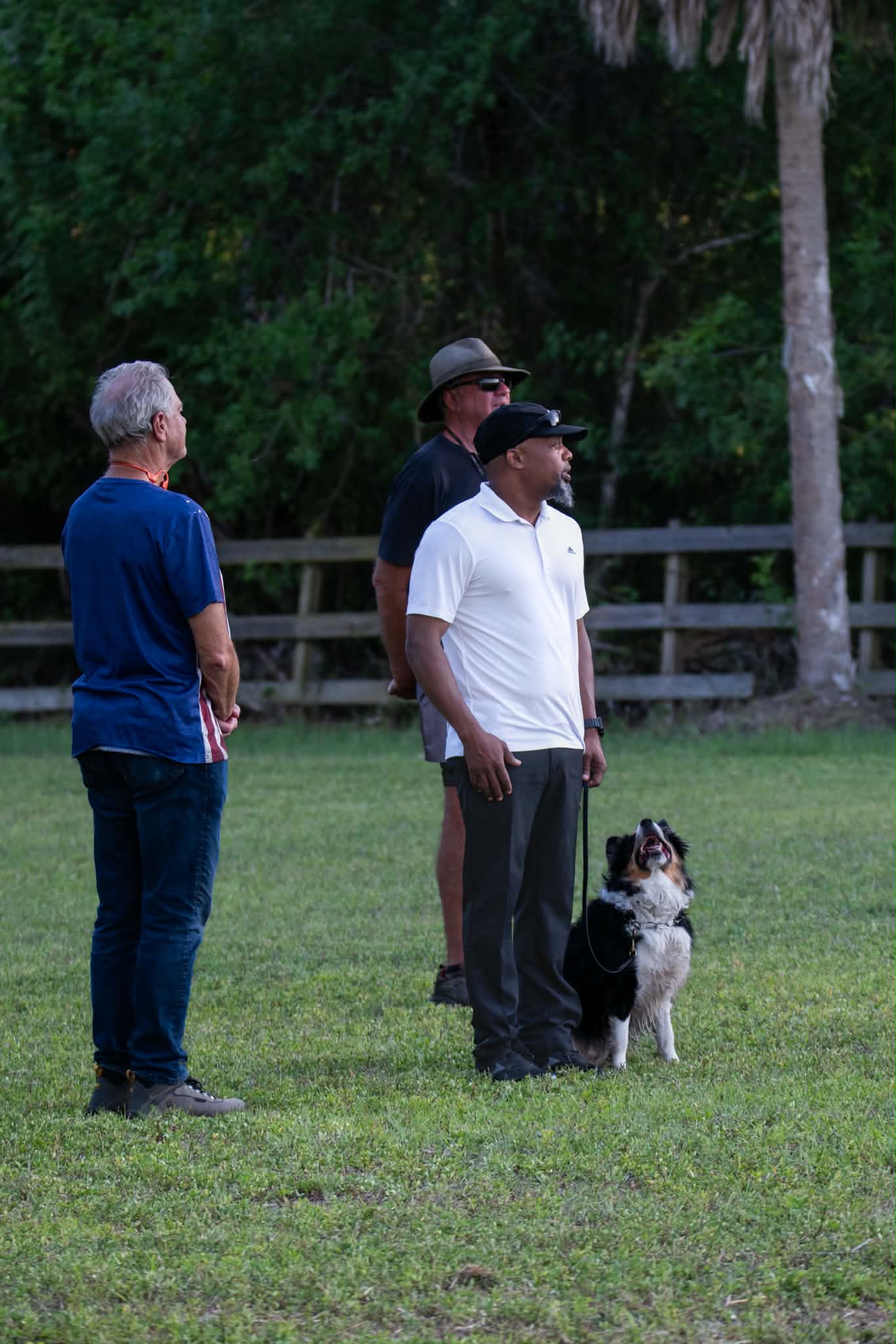 Group training session — Australian Shepherd heeling with handler