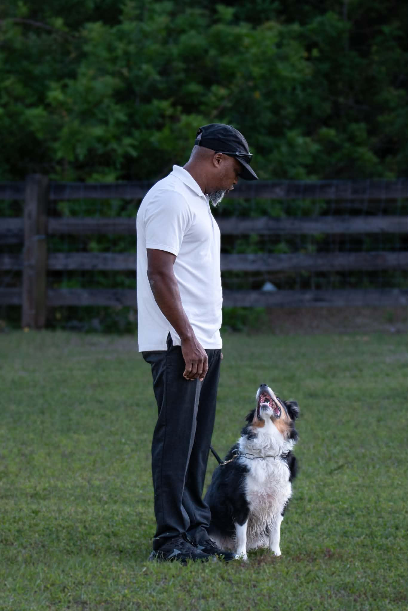 Client dog Bandit focused on handler